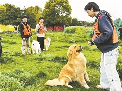 训导员在调教金毛