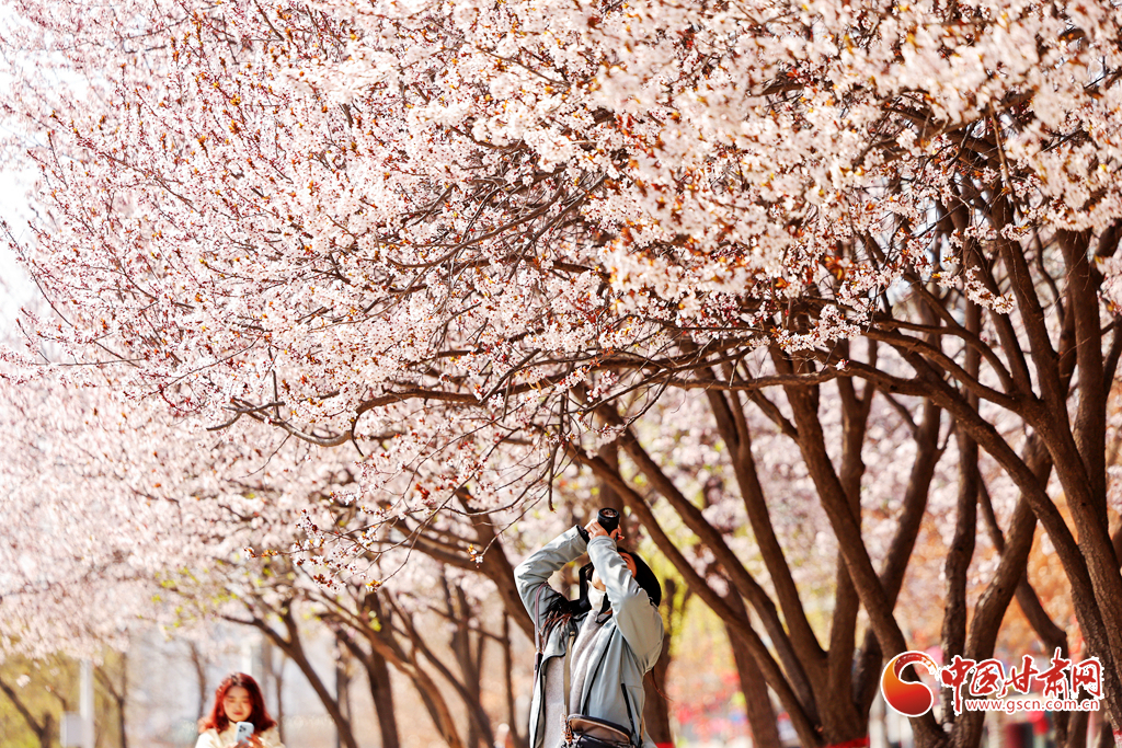 3月31日，市民、游客在兰州市城关区黄河风情线赏花拍照。