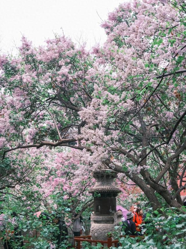 北京市内最大规模丁香开了，不要门票，香气四溢，地铁公交直达