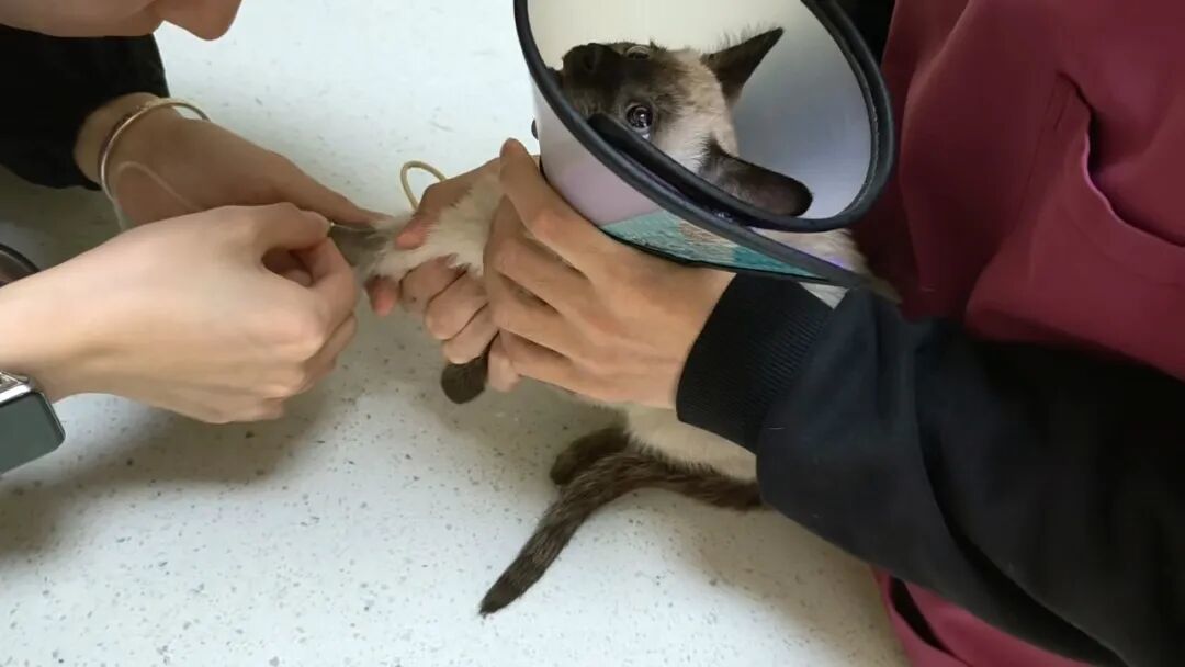 在医院就医的小猫里里，受访者供图