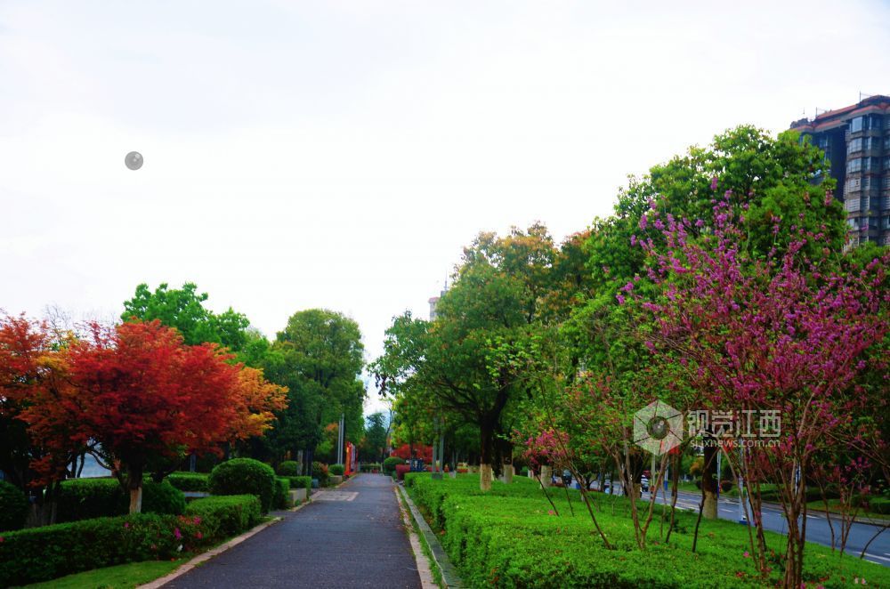 3月30日，江西省永新县沿江路上的新绿枝叶与繁花交相辉映，夹道成景。微风轻拂，花枝摇曳，道路宛如一条绚丽的花廊。