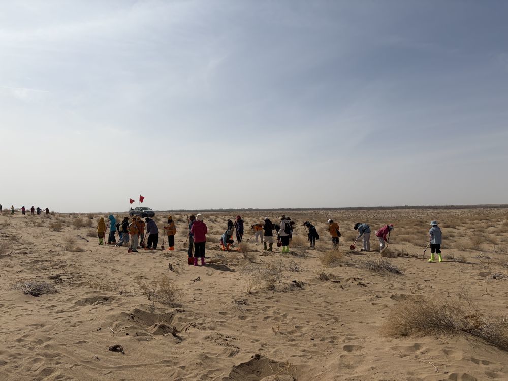 来自全国多地的志愿者在民勤腾格里沙漠西缘植绿 新华社记者 程楠 摄