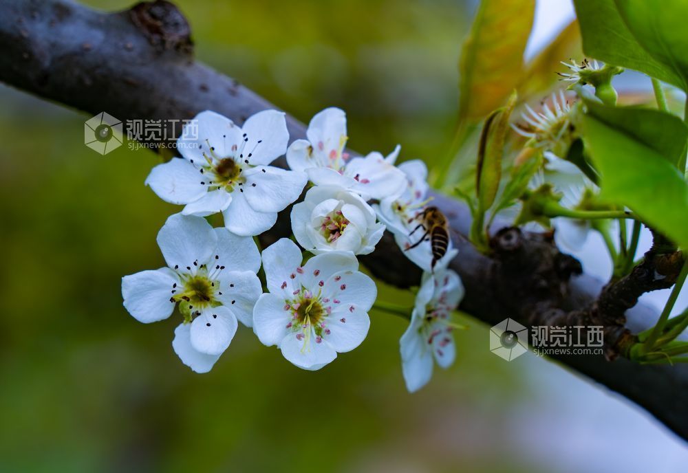 江西金溪：培育巾帼人才 助力乡村振兴（图）