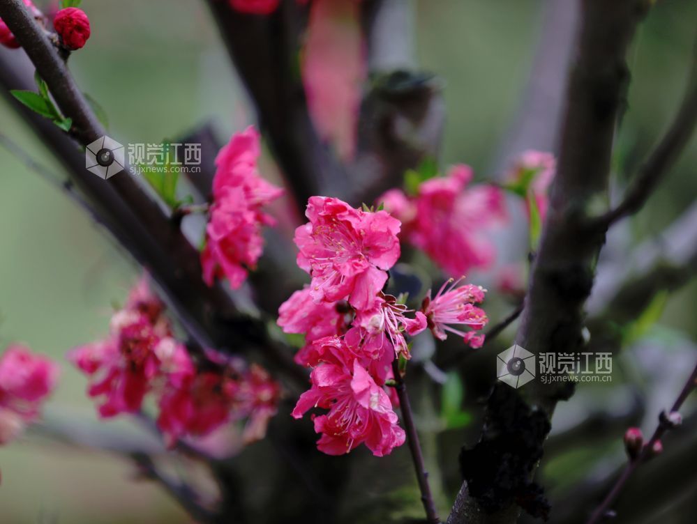 江西分宜：碧桃花开春色美（图）