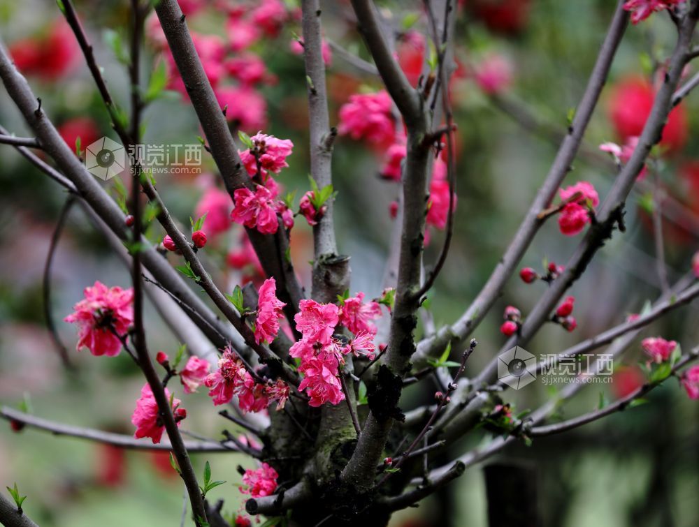 江西分宜：碧桃花开春色美（图）