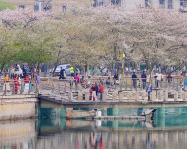 雨歇樱落不掩春色 武汉西北湖仍迎赏花人潮