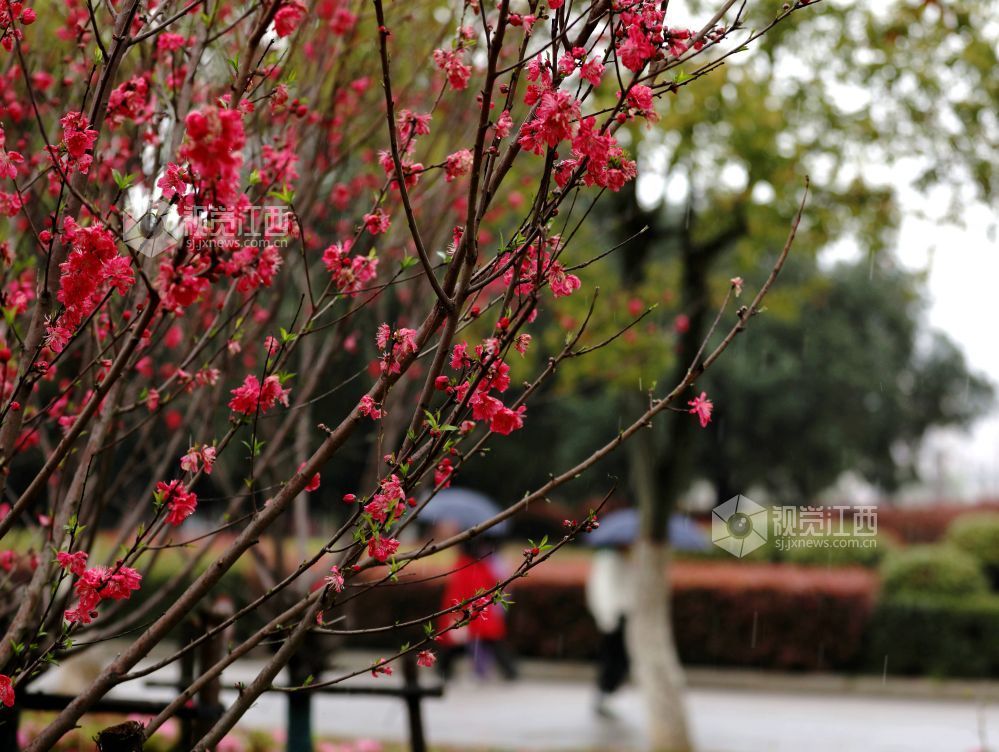 江西分宜：碧桃花开春色美（图）