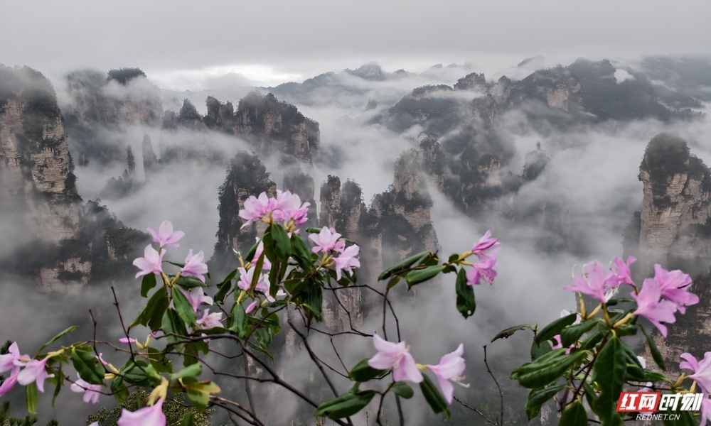 杜鹃花与峰林云海。