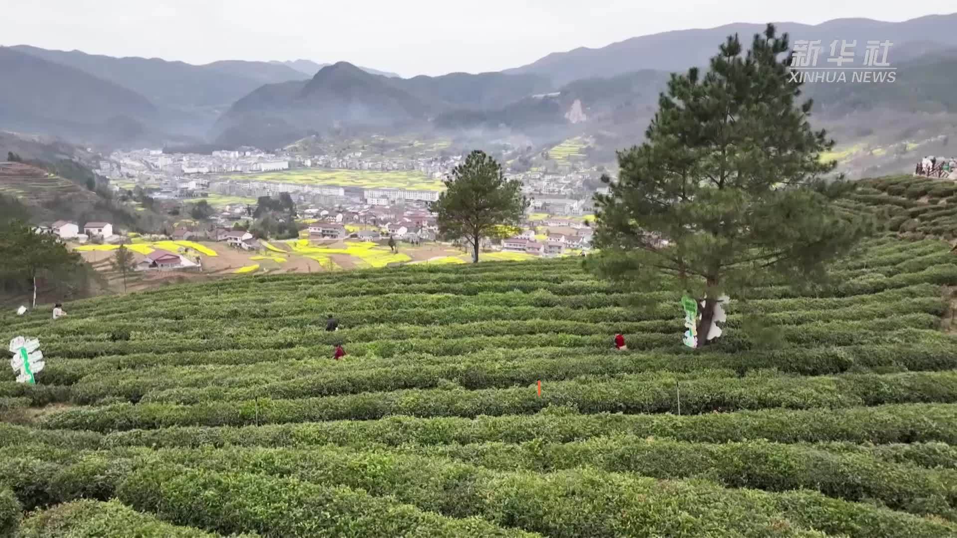 陕西镇巴：春茶采摘正当时