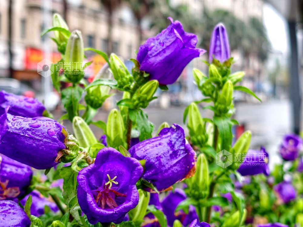 江西分宜：串串风铃映街巷 满城清新入画来（图）