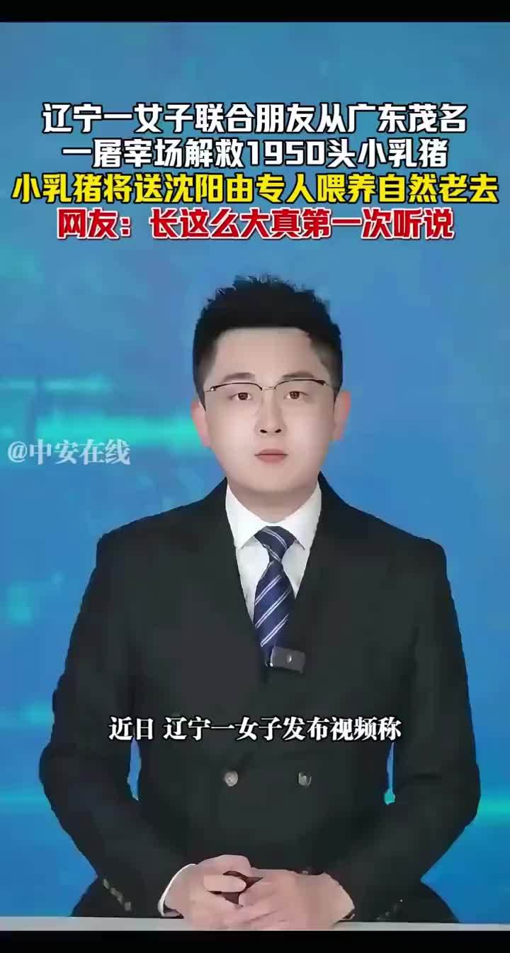 女子联合朋友解救1950头小乳猪