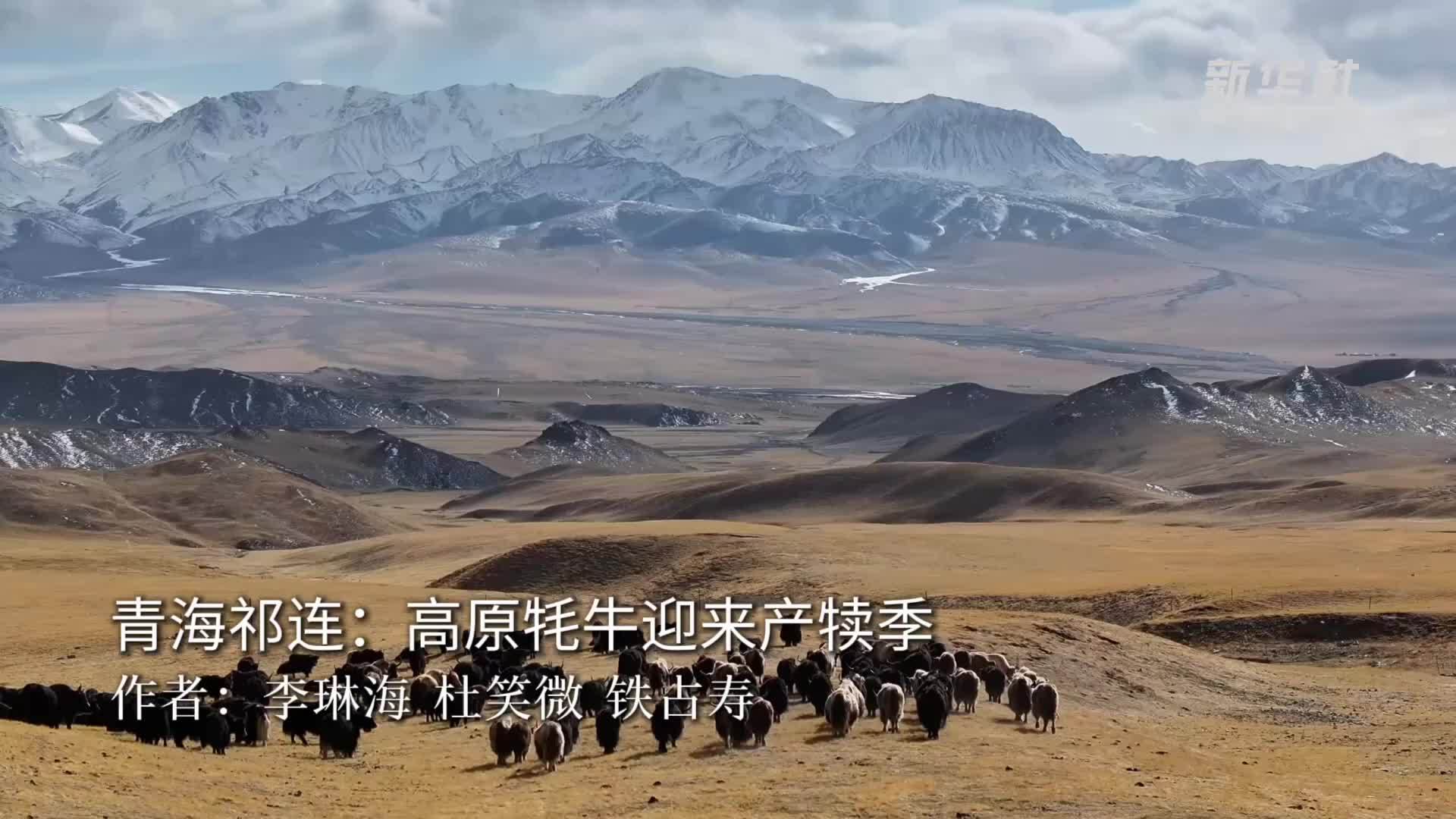 青海祁连：高原牦牛迎来产犊季