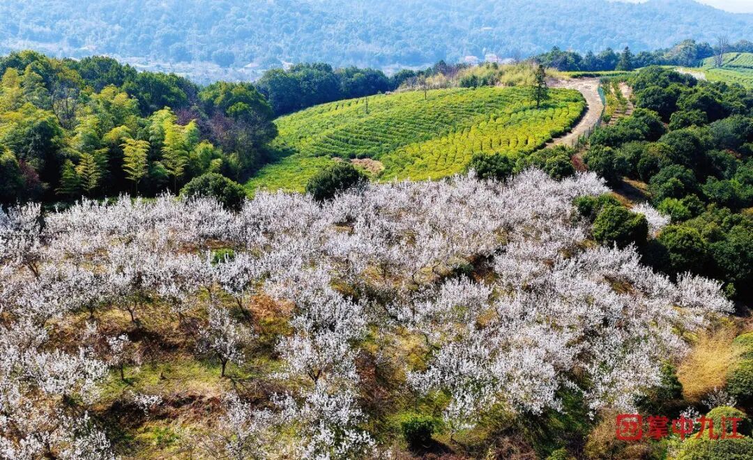 (王前云 九江日报记者 洪显智/摄)