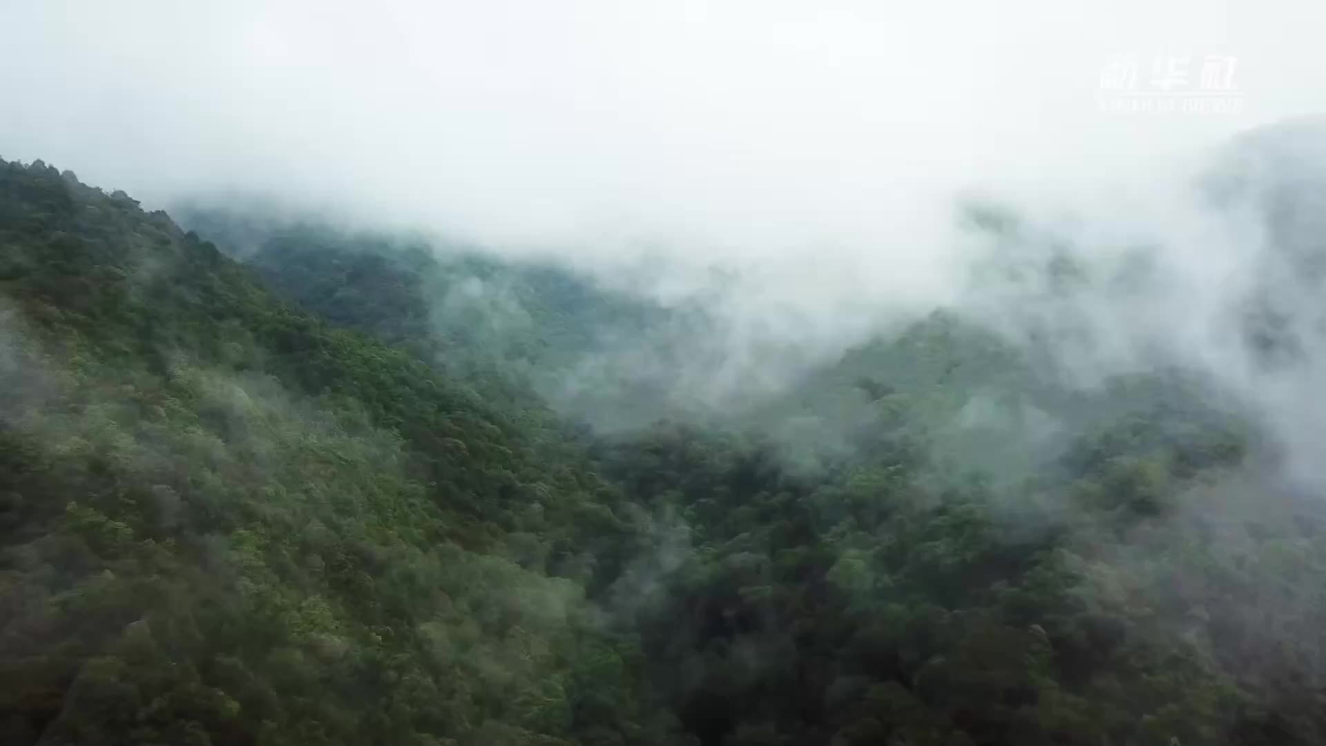 两栖界“大胡子”哀牢髭蟾罕见现身云南无量山