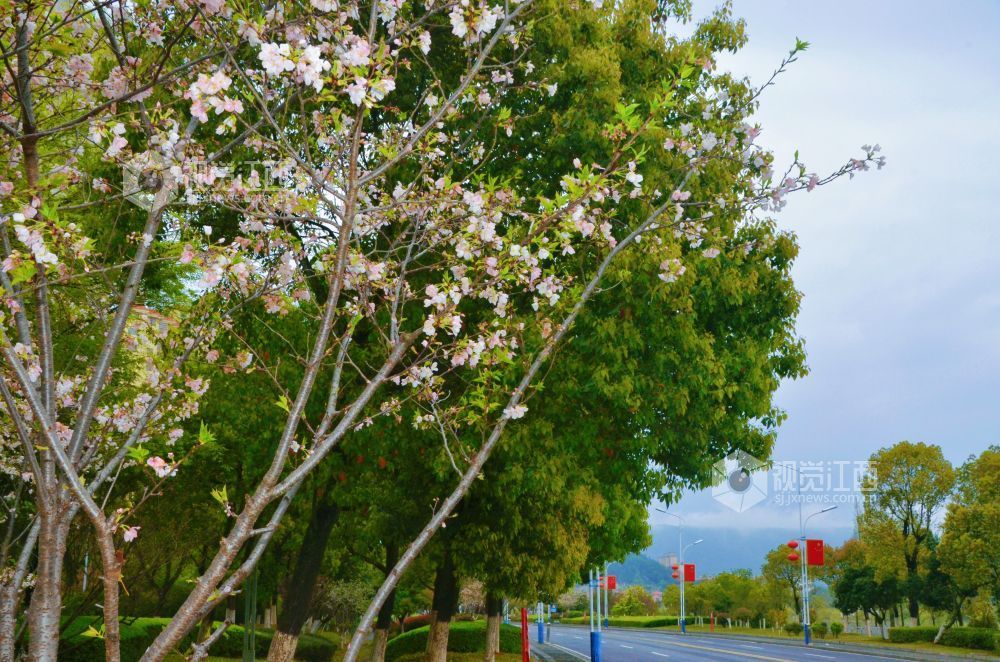 3月30日，江西省永新县沿江路上的新绿枝叶与繁花交相辉映，夹道成景。微风轻拂，花枝摇曳，道路宛如一条绚丽的花廊。