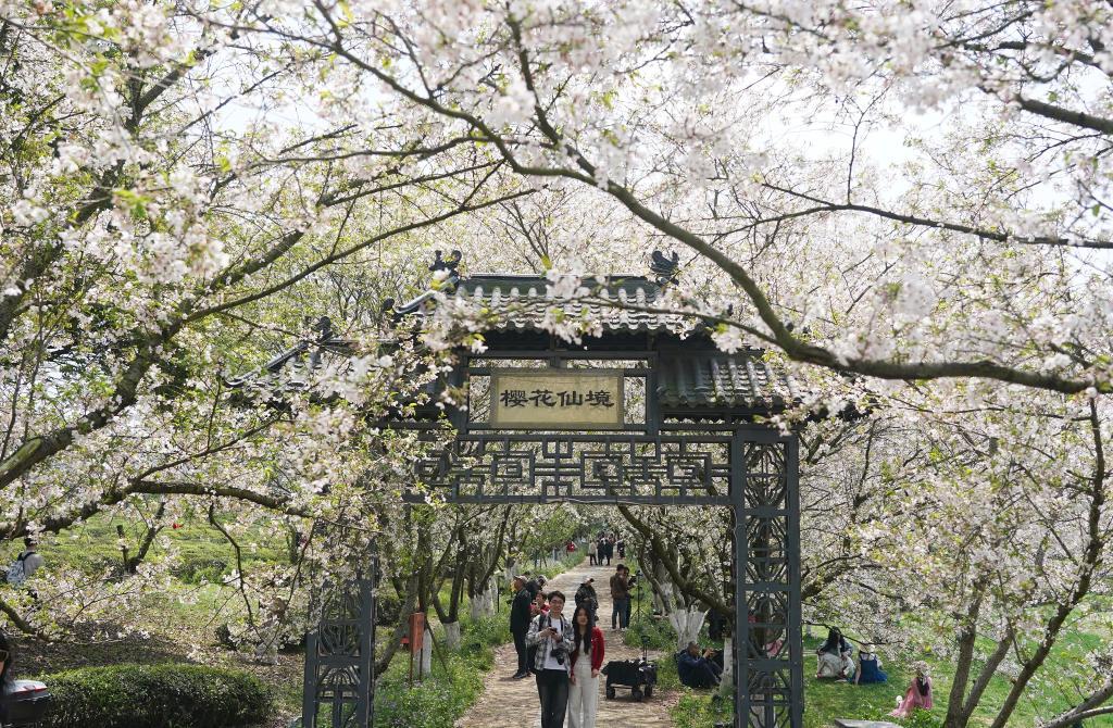 南昌：春风十里 樱花满谷（图）