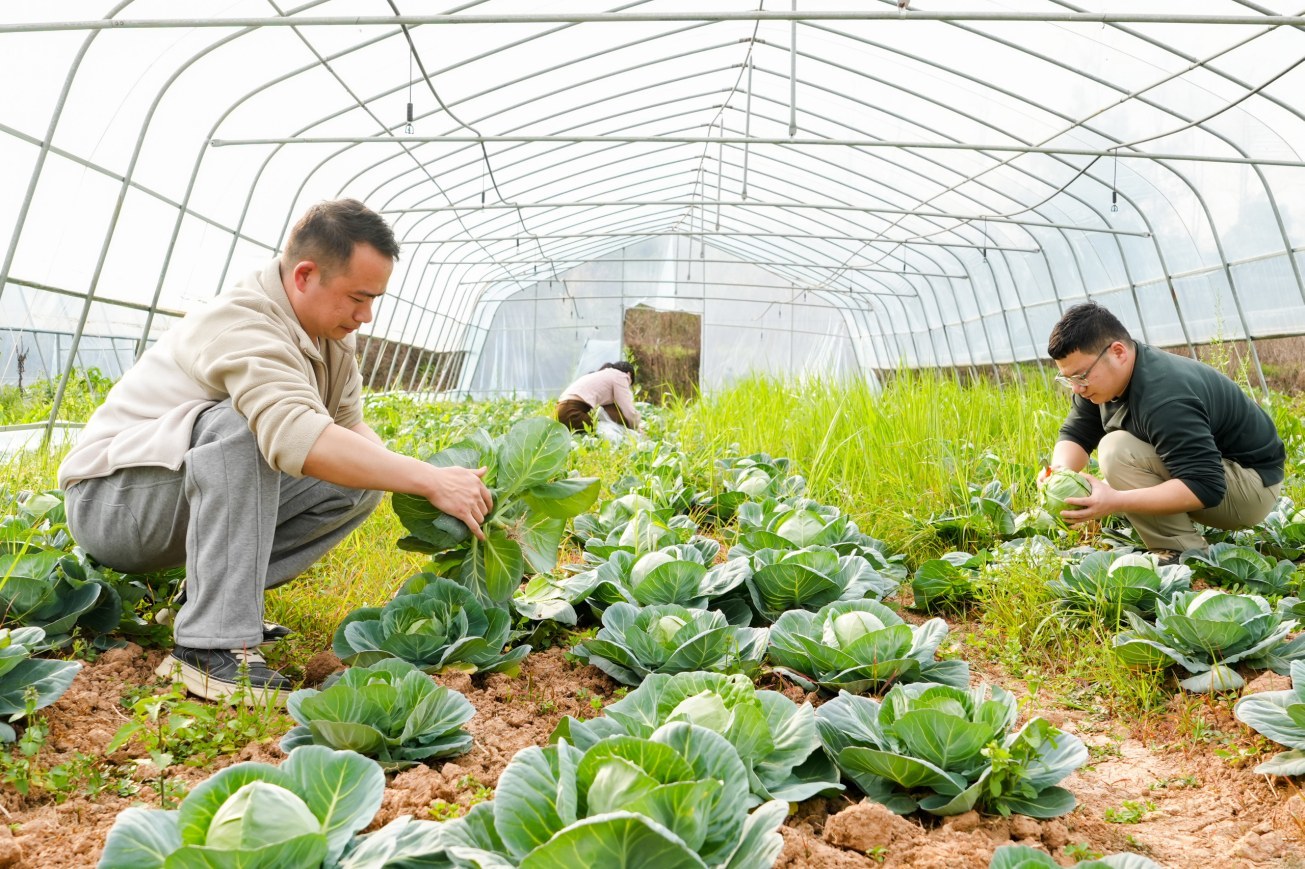 蔬菜大棚变“采摘乐园”，南丰莱溪乡的农旅融合新玩法