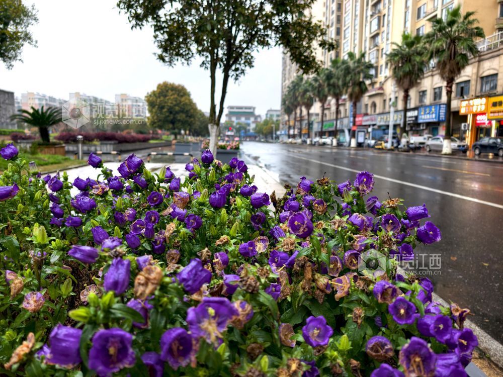 江西分宜：串串风铃映街巷 满城清新入画来（图）