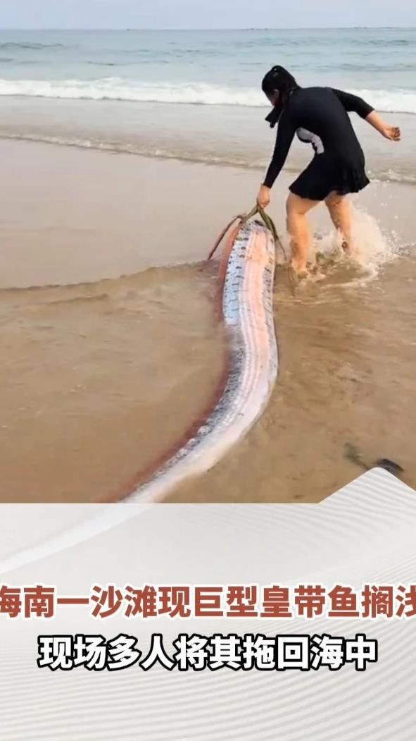 海南一沙滩现巨型皇带鱼，搁浅在岸边，目测3米多长，现场多人将其拖回海中