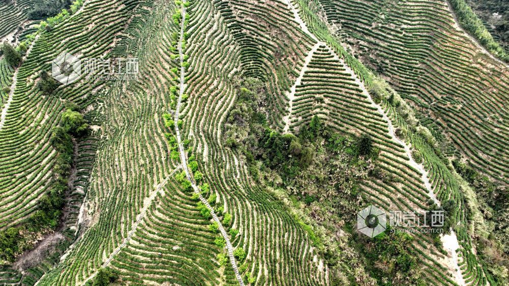 2026年4月2日,航拍视角下的江西省吉安市遂川县汤湖镇生态茶园如大地镌刻的指纹,层层叠叠的茶树沿丘陵山势蜿蜒铺展,大地在山峦间晕开绝美金波,与青山、步道、亭台相映成趣,铺展出一幅茶乡振兴的生态画卷。