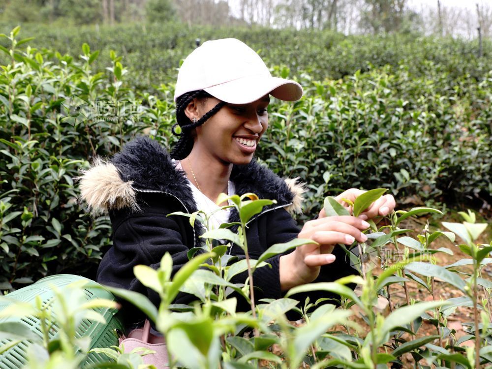 江西分宜:留学生采摘春茶(图)