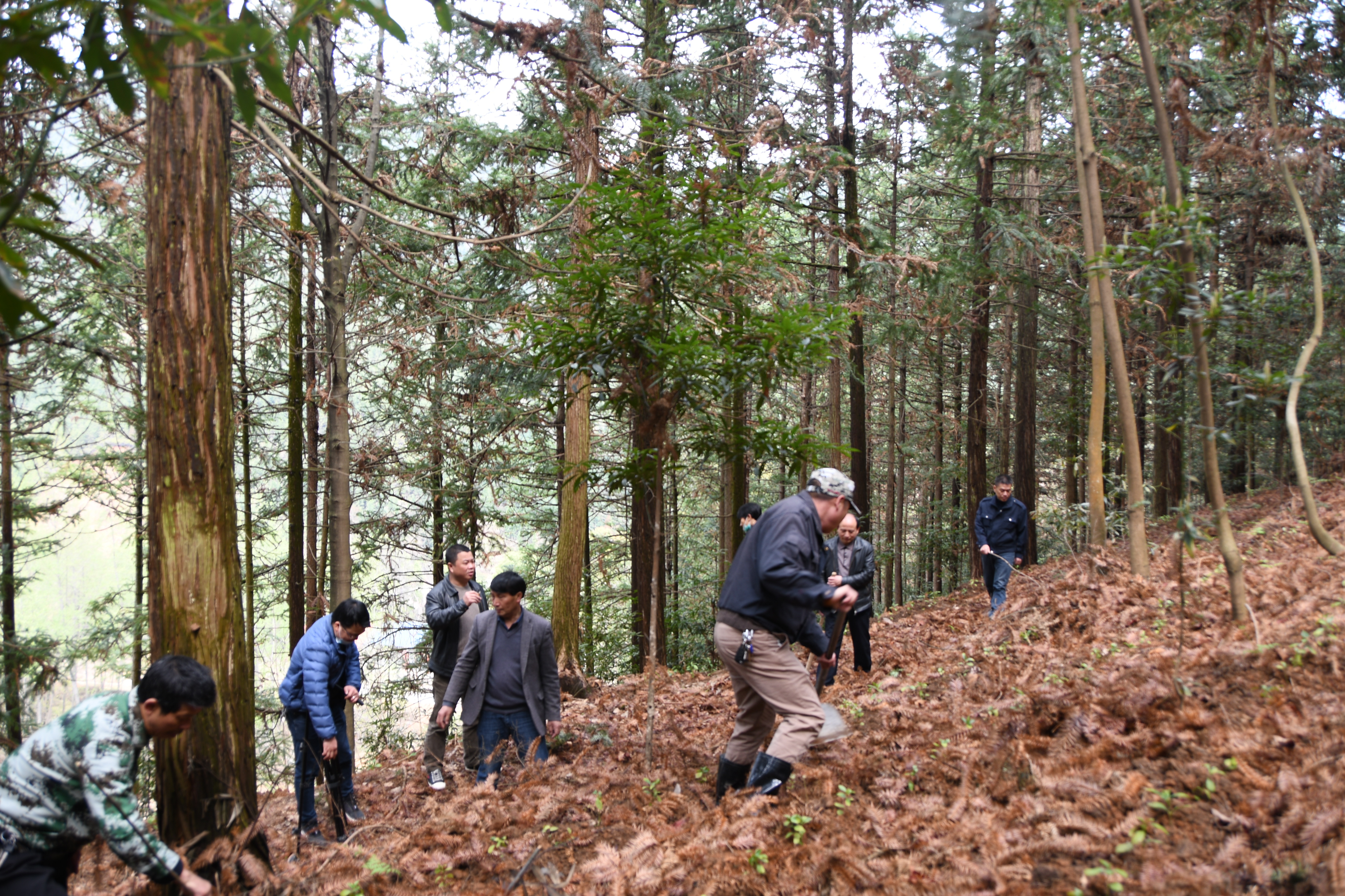 永新县文竹林场林下经济种植基地
