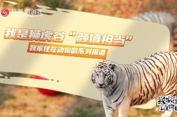 视频 |我家住在动物园（二）我是狮虎谷“颜值担当”