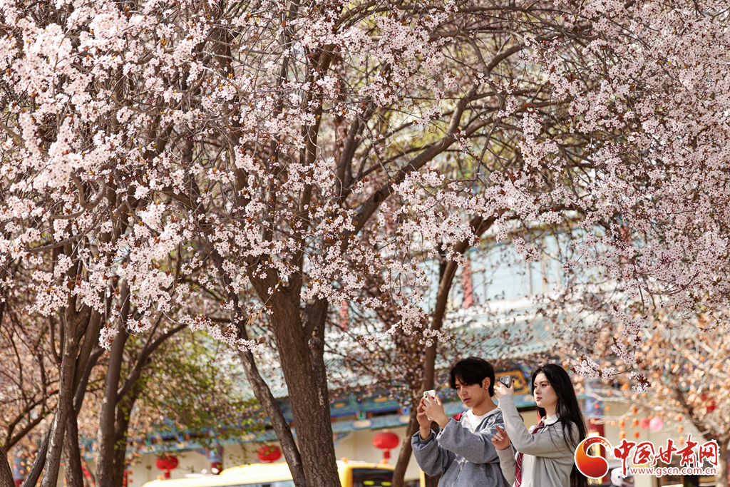 3月31日，市民、游客在兰州市城关区黄河风情线赏花拍照。