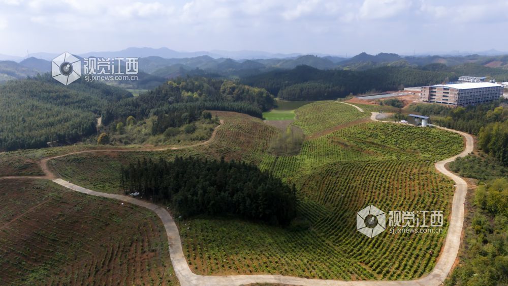 江西分宜：黄茶采摘忙（图）