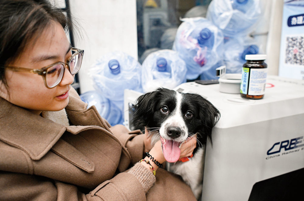 在深圳北站中铁快运营业部，一位旅客安抚她的宠物狗进入宠物托运专用箱（2月3日摄）。新华社记者邓华摄