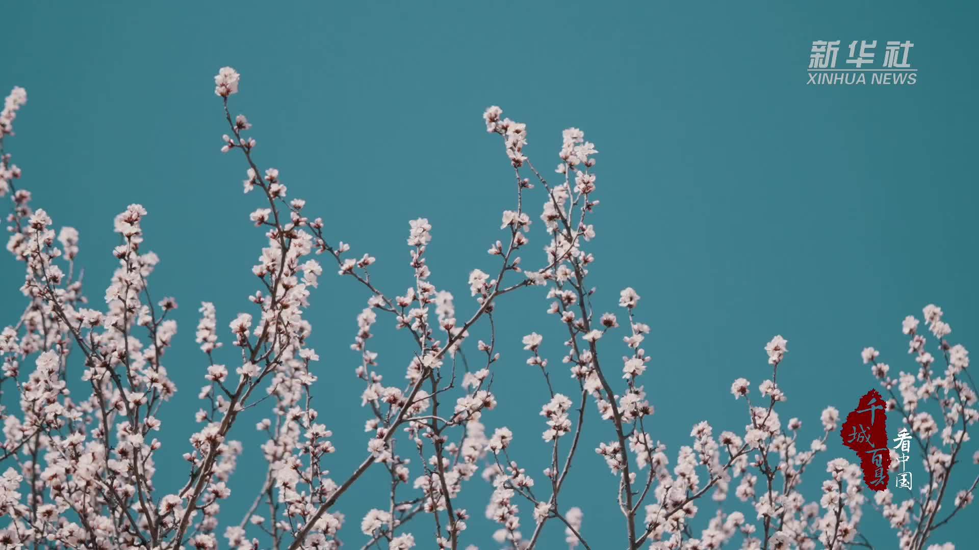 千城百县看中国·赏花季｜河北秦皇岛：山桃花开春风来
