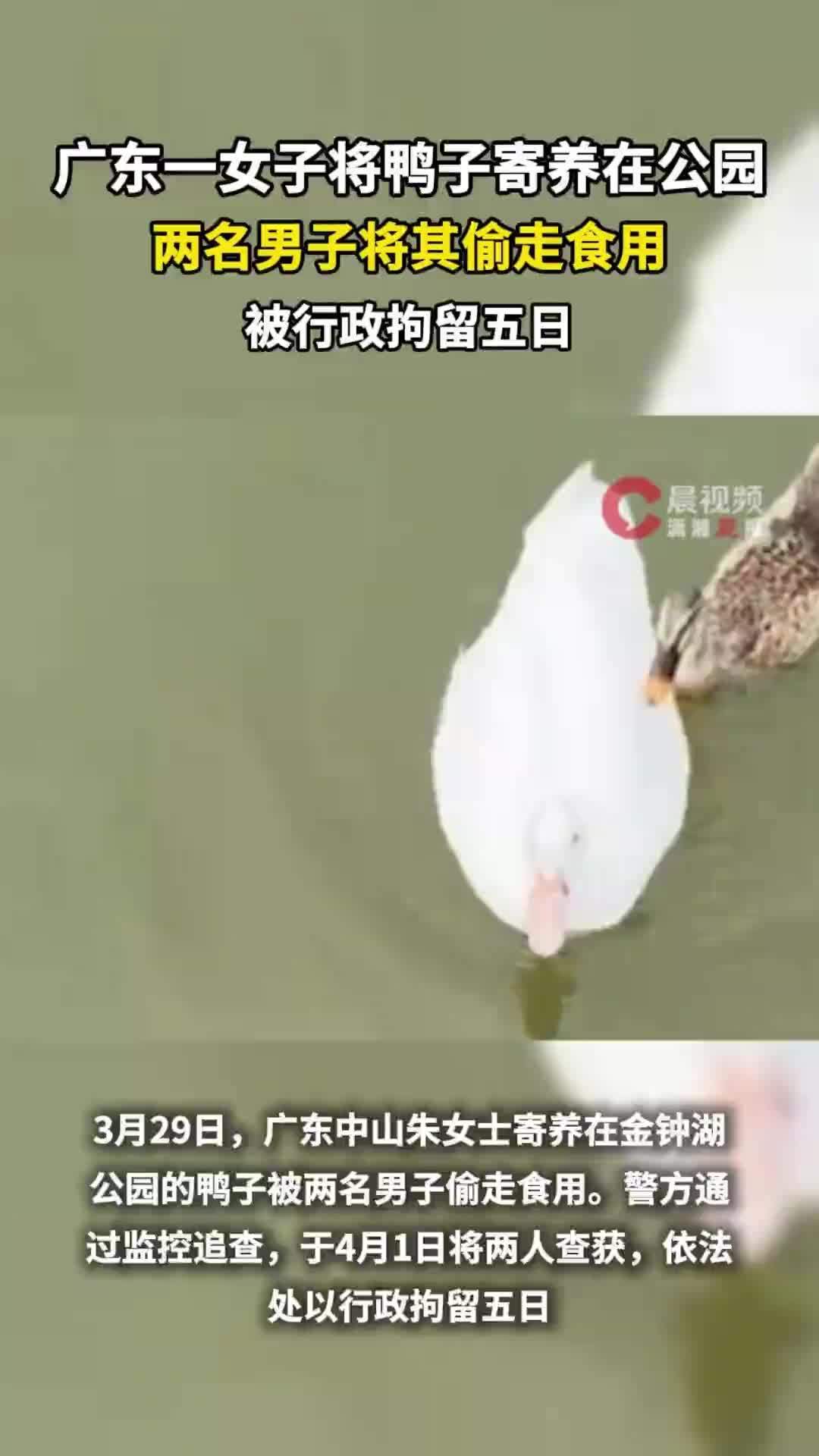 广东一女子将鸭子寄养在公园，两名男子将其偷走食用，被行政拘留5日