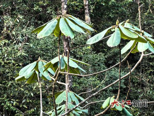 回归地中唯一的成年小溪洞杜鹃含苞待放(受访者供图)