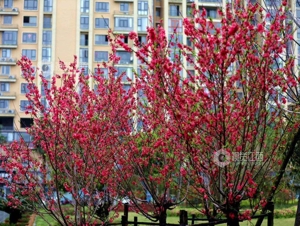 江西分宜：碧桃花开春色美（图）
