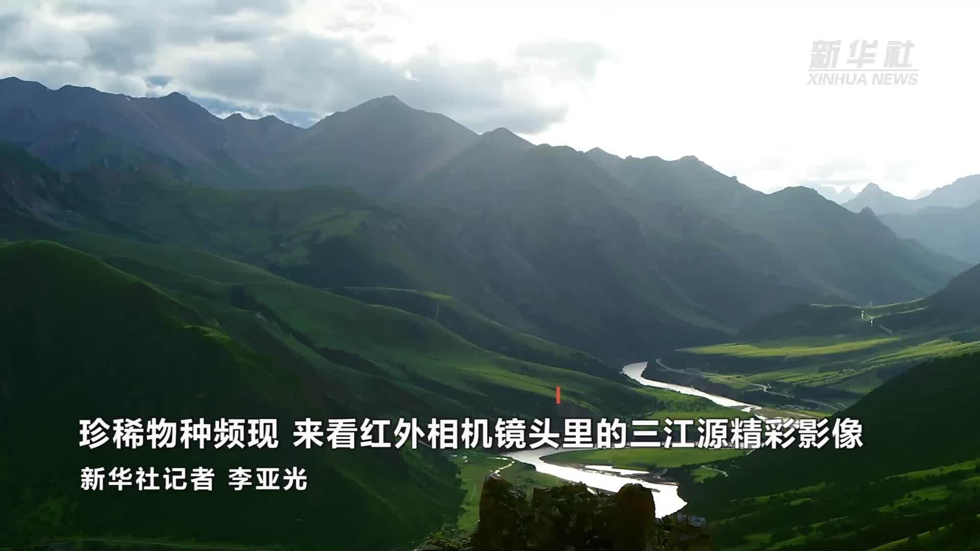 珍稀物种频现 来看红外相机镜头里的三江源精彩影像
