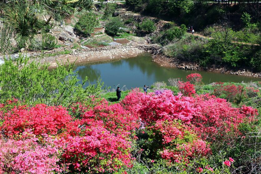 碧水绕岸,杜鹃簇簇似霞,粉紫交织染遍坡头。游人驻足沉醉,举镜定格这春的热烈。田文娟 摄