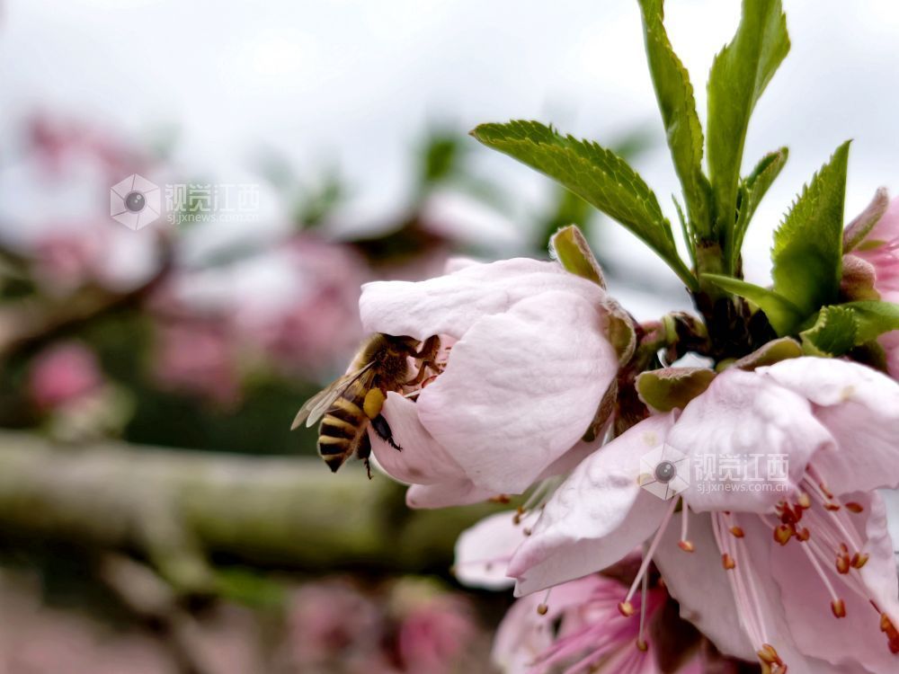 江西分宜:赏桃花 享春光(图)