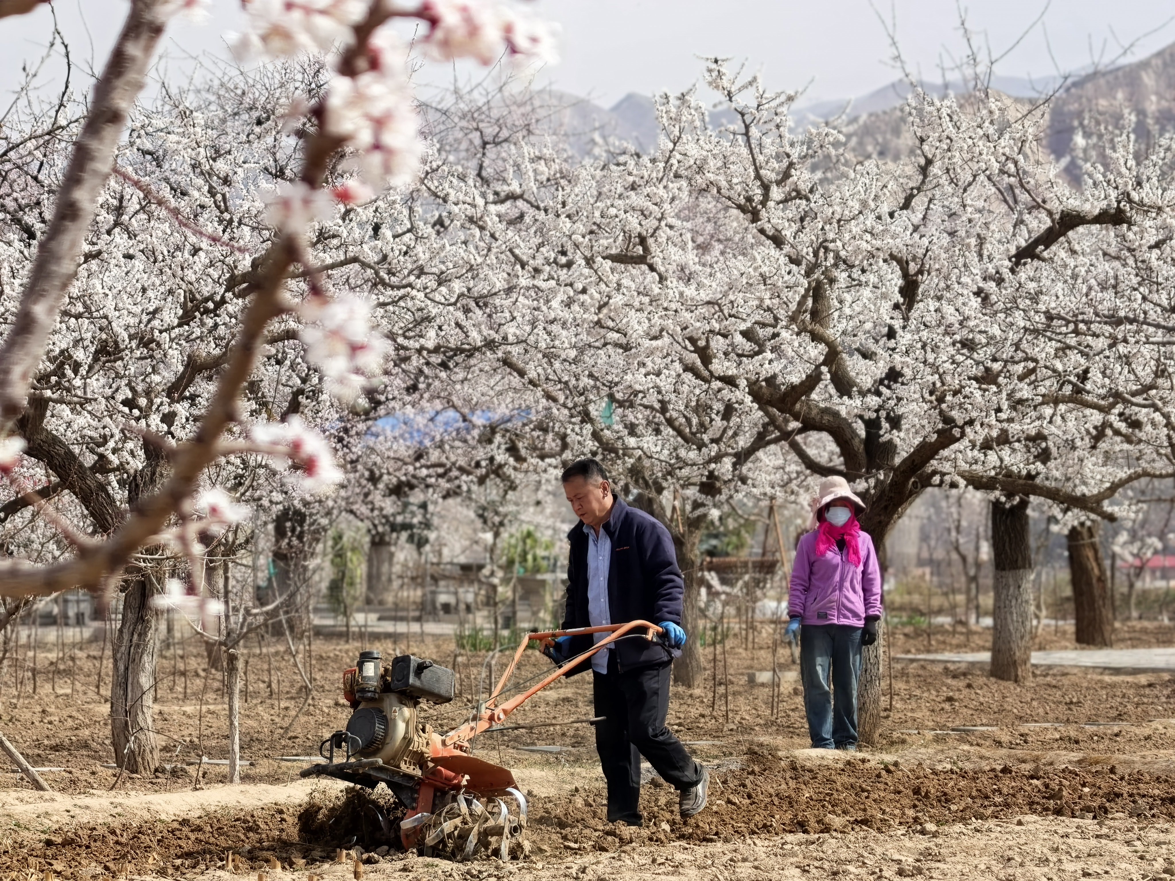 唐汪杏花村，村民正在春耕。