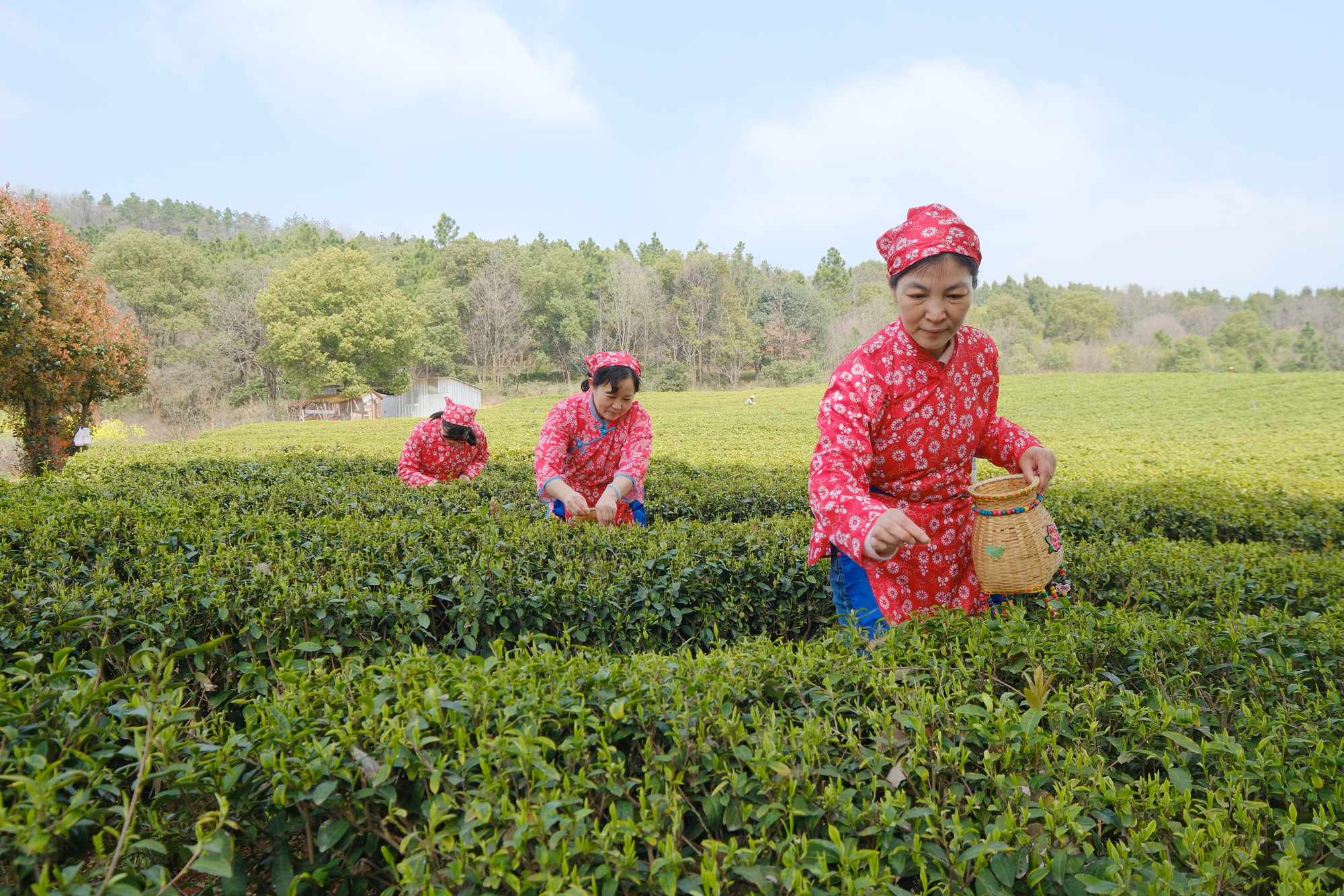 茶农采茶。