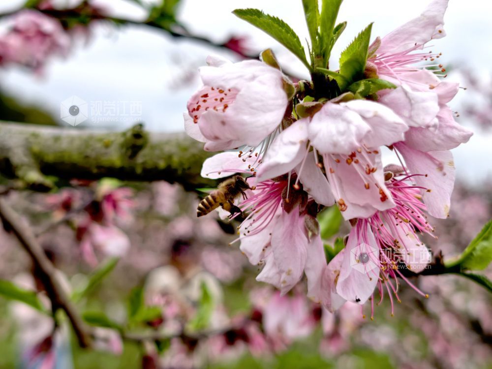 江西分宜:赏桃花 享春光(图)