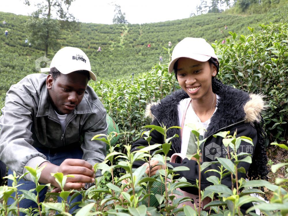 江西分宜:留学生采摘春茶(图)