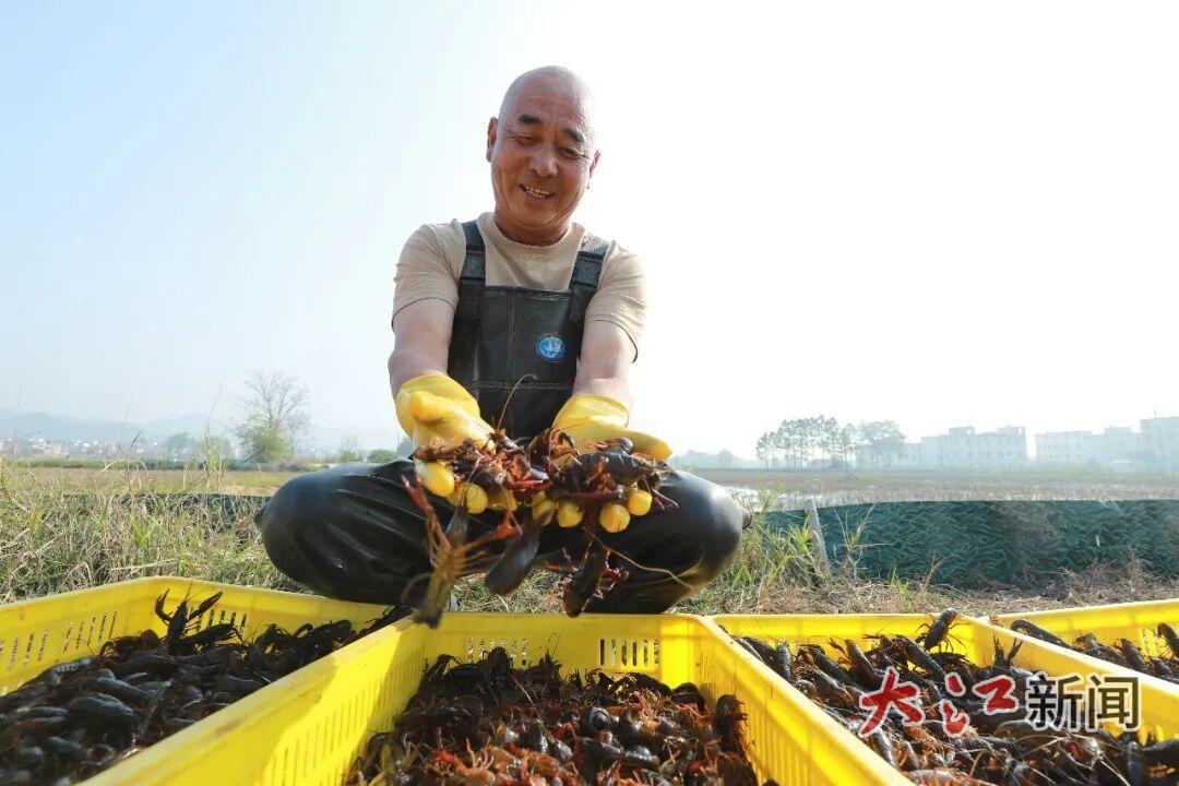 大余县新城镇龙王庙村“赣南早虾双季稻”综合种养基地，村民正在捕捞小龙虾，供应市场。叶相发摄