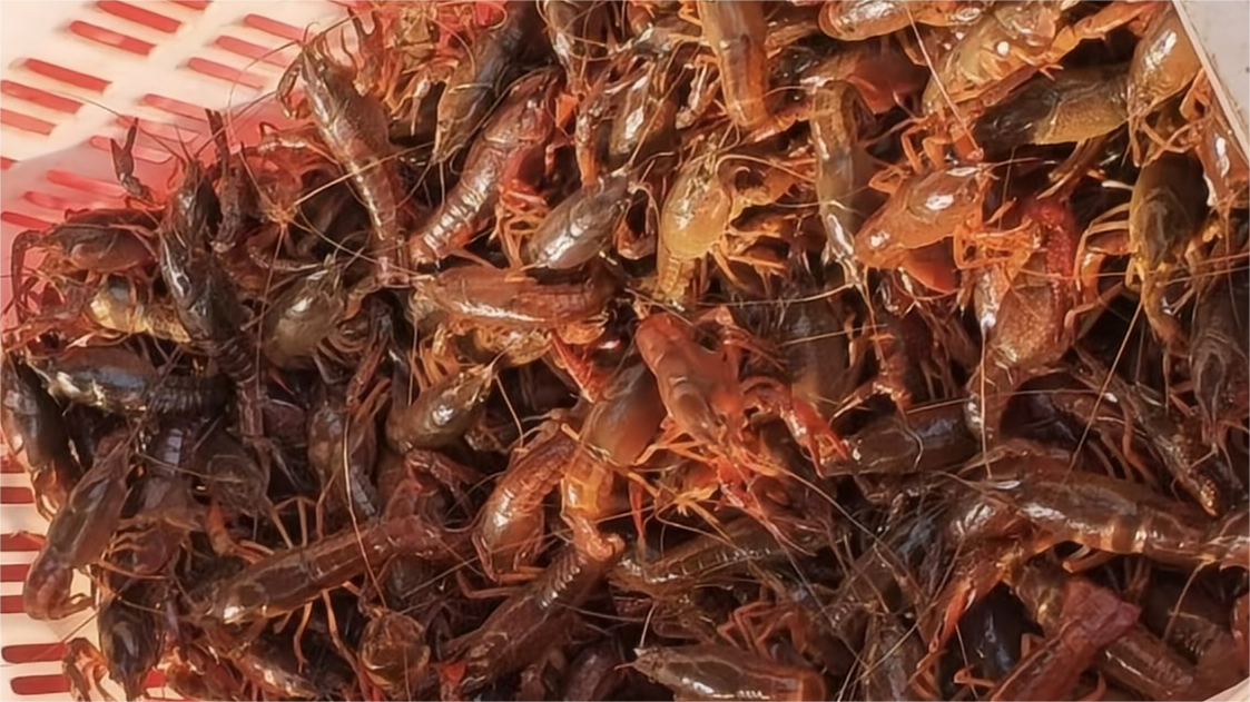 南昌水产批发市场内的小龙虾 刘宇歆摄