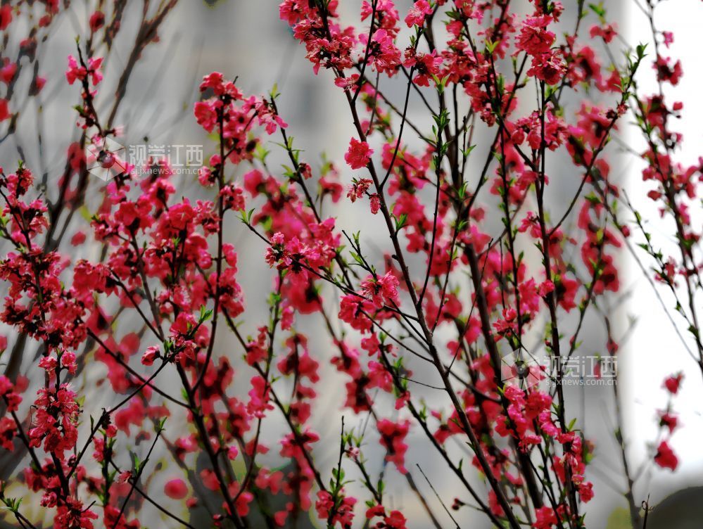 江西分宜：碧桃花开春色美（图）