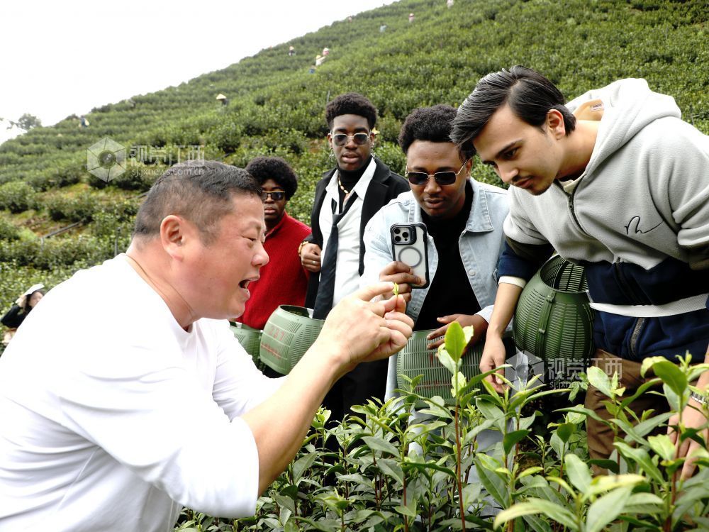 江西分宜:留学生采摘春茶(图)