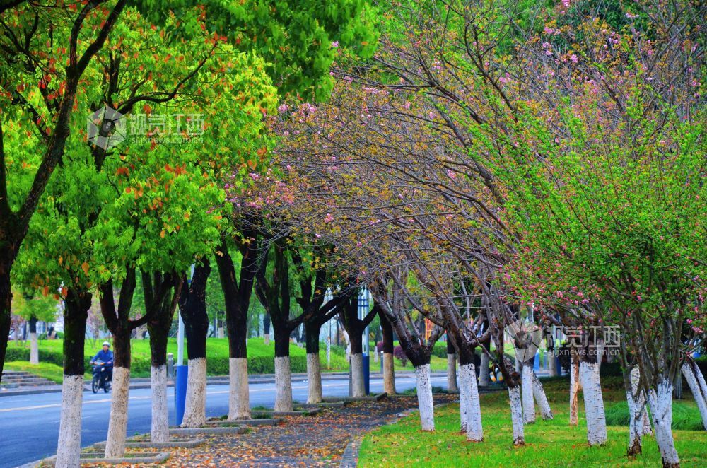 3月30日，江西省永新县沿江路上的新绿枝叶与繁花交相辉映，夹道成景。微风轻拂，花枝摇曳，道路宛如一条绚丽的花廊。