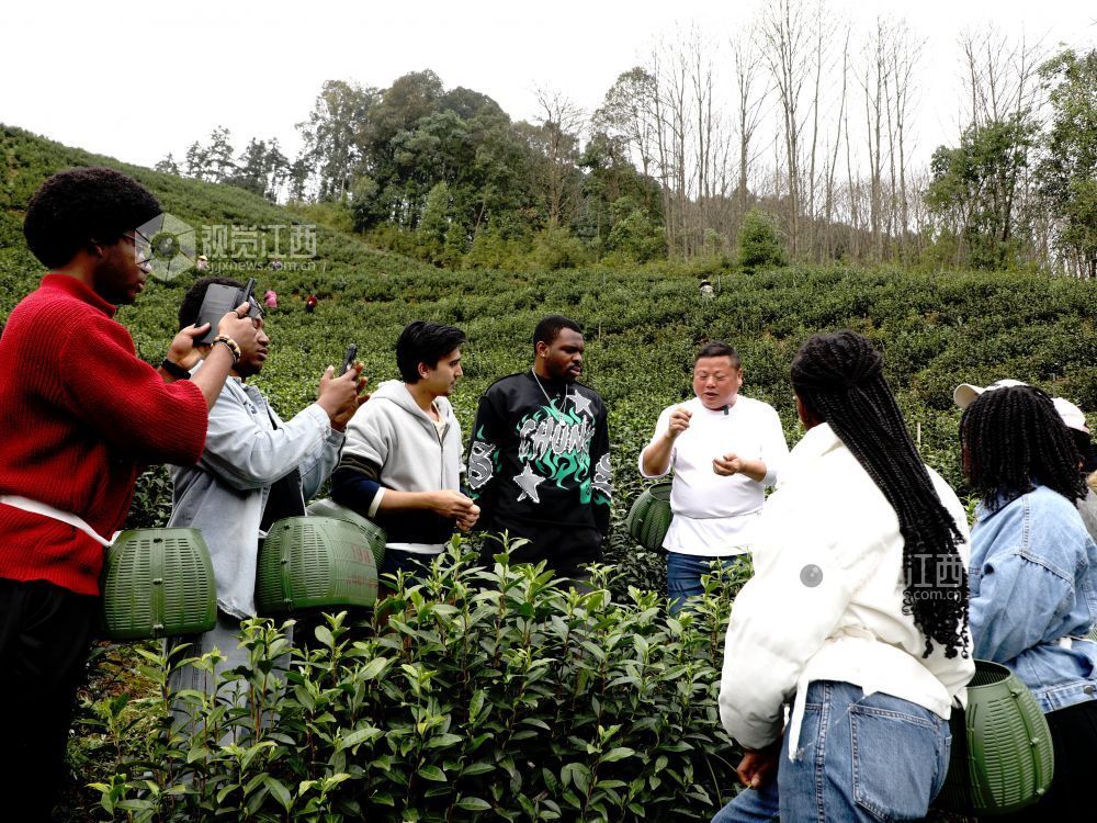 江西分宜:留学生采摘春茶(图)