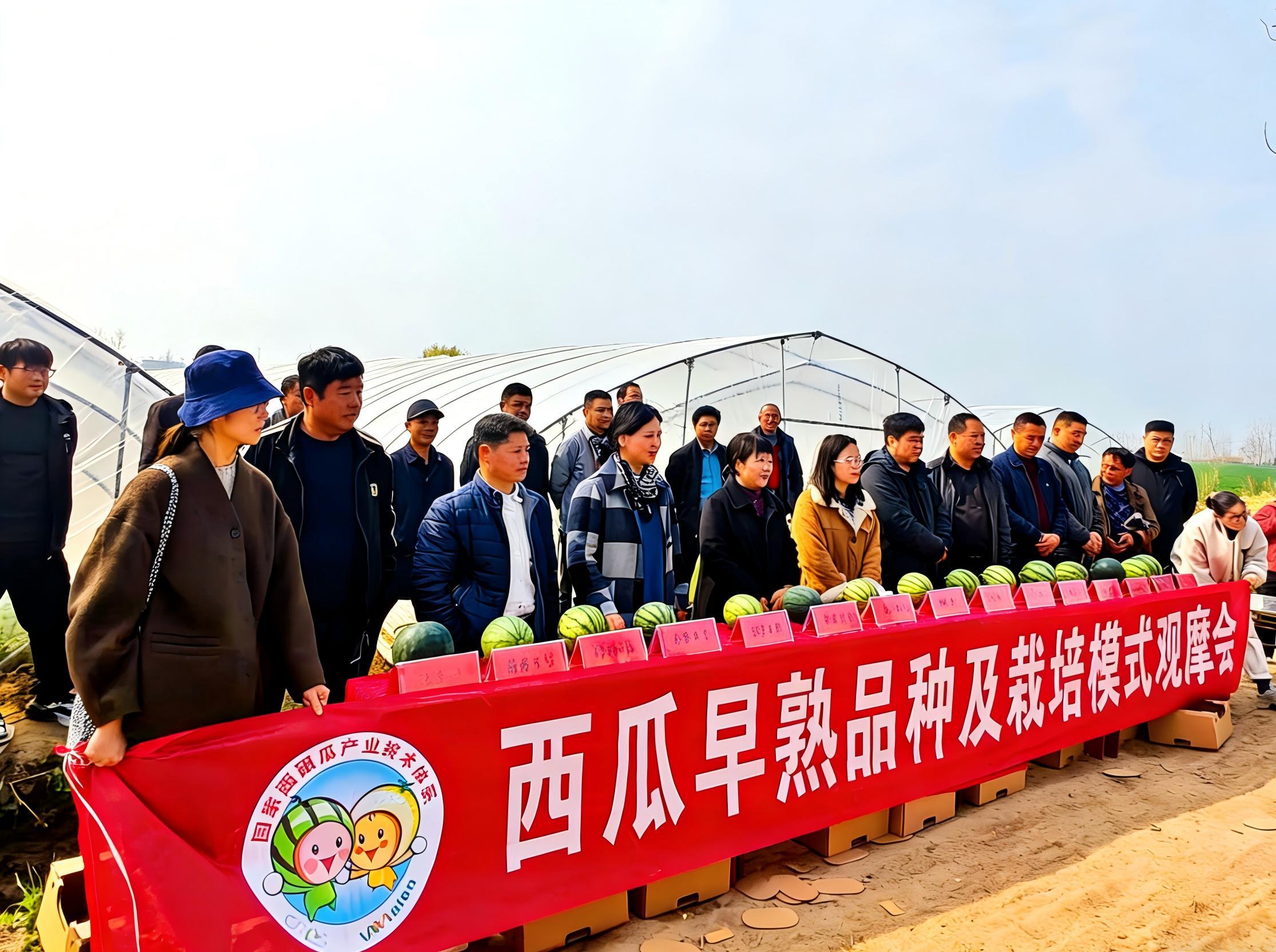 瓜香满田园，徐州睢宁从“甜蜜突围”到“全国样板”