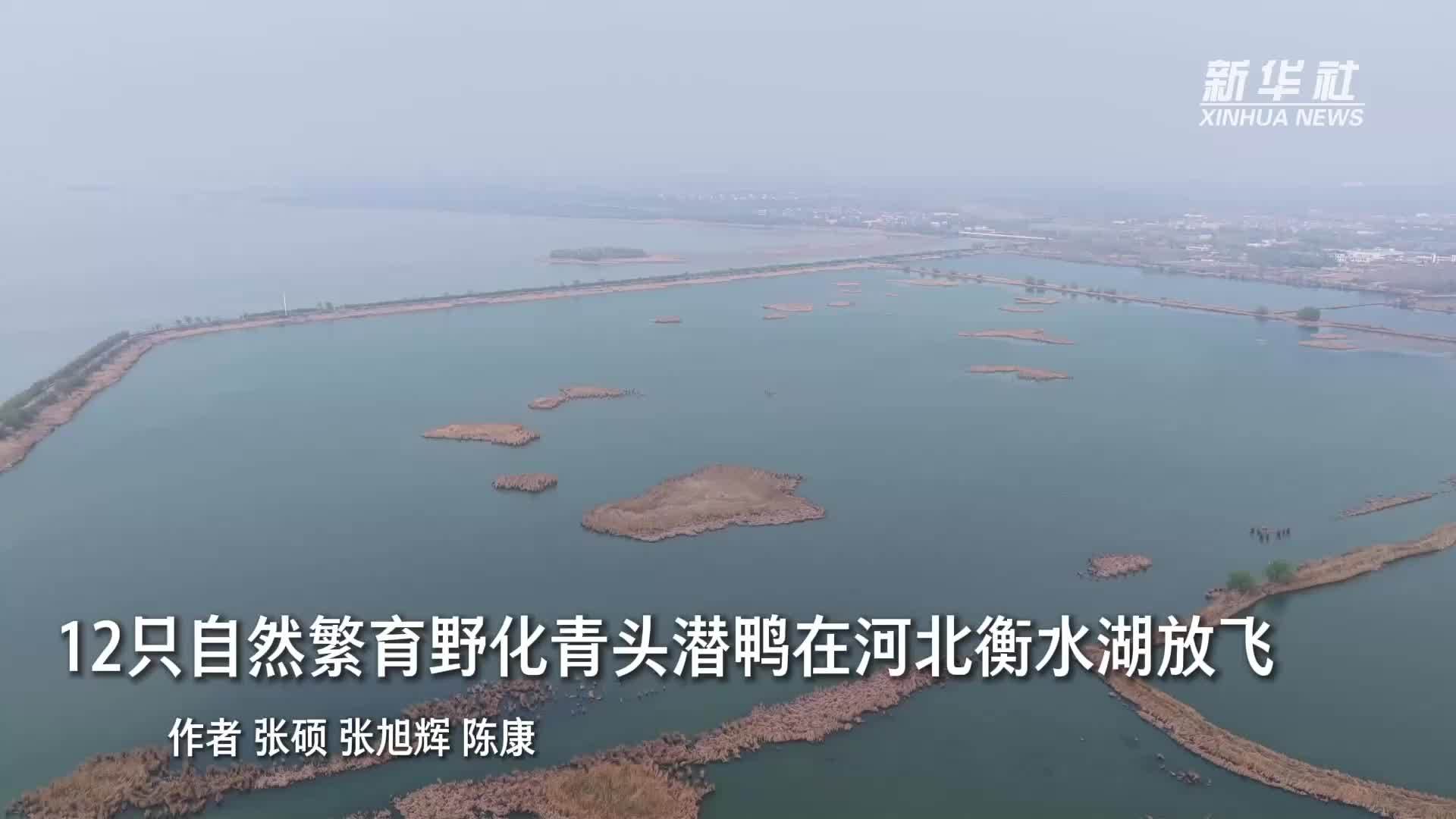 12只自然繁育野化青头潜鸭在河北衡水湖放飞