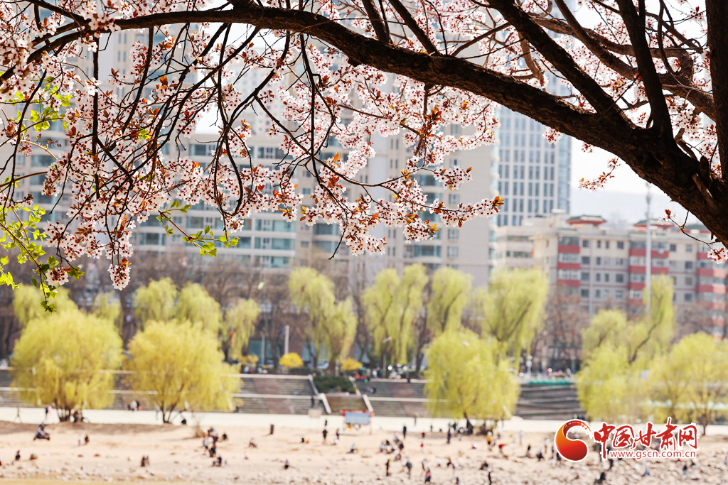 3月31日，兰州市城关区黄河风情线春光正好。
